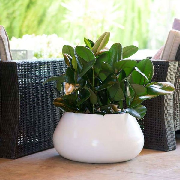 RAPLS065-B RAPLS065 B